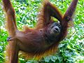 Femelle orang-outan, dont la vulve est visible entre les cuisses