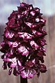 Orchis purpurea