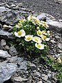 Ranunculus seguieri Austria - Carnic Alps South of Große Kinigat