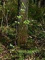 Sambucus racemosa