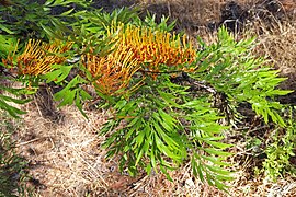 Silky Oak (Grevillea robusta) JCB.jpg