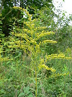 Canadese guldenroede (Solidago canadensis)