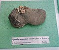 en:Spitidiscus oosteri oosteri (Sar. et Schon.) en:Barremian, Nedoklan, Razgrad Province at the en:Sofia University "St. Kliment Ohridski" Museum of Paleontology and Historical Geology