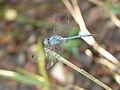 Sympetrum gracile (cat.)