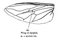 Syrphid wing showing 'spurious vein'