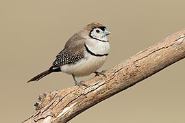 Taeniopygia bichenovii 2 - Glen Davis