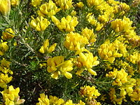 Genista linifolia