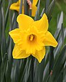 Trompetnarcis (Narcissus)