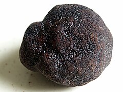 Truffe noire du Périgord.