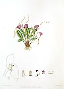 Masdevallia arminii