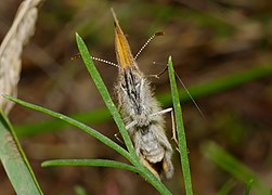 2013.07.01-07-Wustrow-Neu Drosedow-Rotbraunes Wiesenvoegelchen-Weibchen.jpg