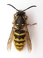 Hymenoptera 117 000