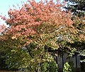 Tree in autumn