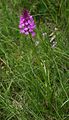 Pyramiden-Hundswurz (Anacamptis pyramidalis)