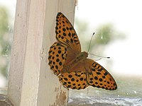 Østlig perlemorsommerfugl - Argynnis laodice