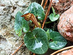 Aristolochia tyrrhena in Corsica.jpg