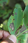 Ascochyta blight.jpg