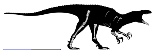 Australovenator wintonensis.png