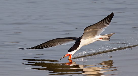 Black skimmer feeding, by Charlesjsharp