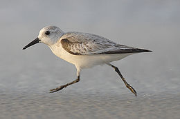 Smiltinukas (Calidris alba)