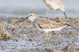 Calidris tenuirostris - Laem Phak Bia