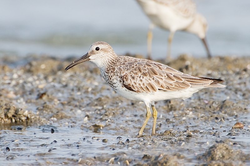 Great Knot