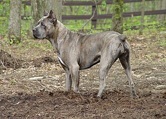 Brindle kelabu