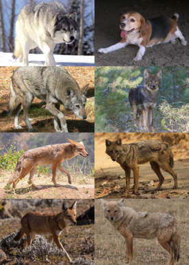 1-й ряд: волк, собака; 2-й ряд: рыжий волк, восточный волк; 3-й ряд: койот, обыкновенный шакал; 4-й ряд: эфиопский шакал, африканский волчий шакал