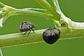 Coptosoma scutellatum, Lithuanie, avec vue de profil