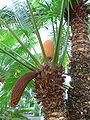 Cycas circinalis, Cycadaceae, Palmfarne (Cycadophyta), mit einem jungen zapfenförmigen Blütenstand und einem verholzten hängenden Zapfen