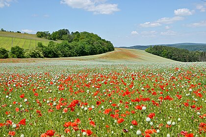 Rozkvetlá maková louka s makovicemi máku setého u Koryčan na Kroměřížsku