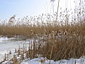 Phragmites australis ve Typha latifolia türlerinden oluşmuş bir sazlık