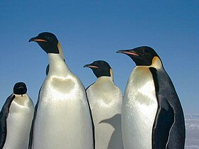 Imperiestra pingveno