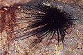 * Nomination: Long-spined urchin (Diadema setosum), Amphitheater, Paphos, Cyprus --Poco a poco 08:06, 19 January 2022 (UTC) * * Review needed