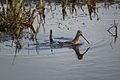 Leighton Moss, Lancashire, England