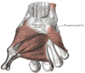 The muscles of the thumb. (Opponens quinti digiti visible at center right.)