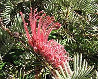 Grevillea thyrsoides