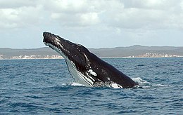Hosszúszárnyú bálna (Megaptera novaeangliae) Ausztrália vízében