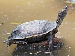 Indian Black Turtle.jpg