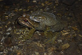 Interspecific Amplexus Himalayan Toad Himalayan Paa Frog.jpg