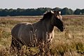 Konik horse.