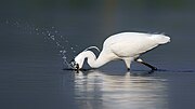 Thumbnail for File:Little egret at Sundarbans East Wildlife Sanctuary.jpg