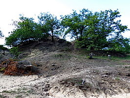 Associatie van buntgras en heidespurrie op een duinwal in de Loonse en Drunense Duinen (voorgrond)