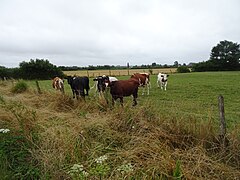Merris, élevage des veaux Pallynck Straete.jpg