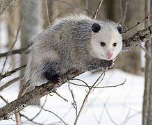 Opossum (Didelphis virginiana, Didelphimorphia)