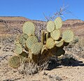 הקקטוס Opuntia chlorotica