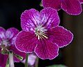 Cape primrose (Primulaceae)