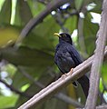 Male, Parque Burle Marx, São Paulo (Brazil)