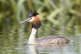 Podiceps cristatus 2 - Lake Dulverton