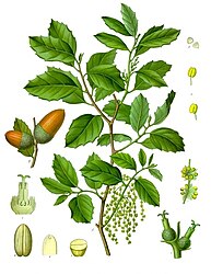 Quercus suber L.